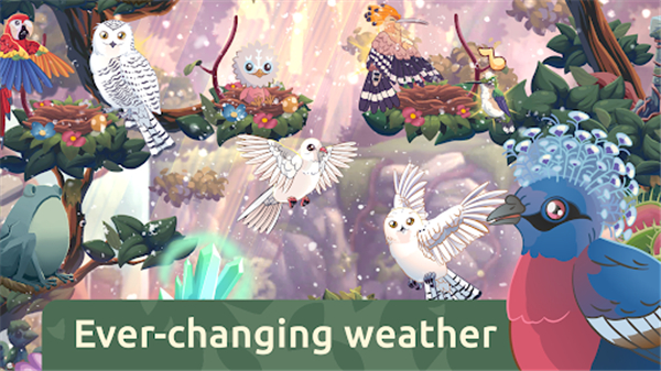 鸟类世界游戏(Bird Kind)