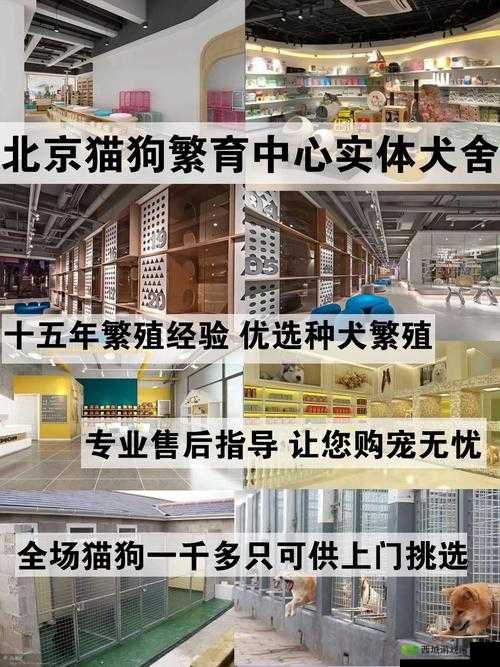 玄记宠物优选与培育指南