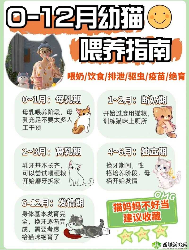 猫咪公寓小猫喂养指南